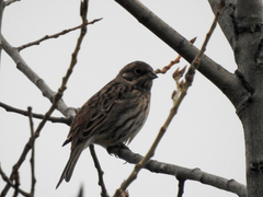 Emberiza citrinella × leucocephalos