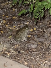 Incilius alvarius