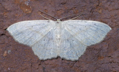 Scopula limboundata