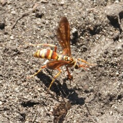 Poecilopompilus interruptus interruptus