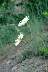 Lactuca tuberosa