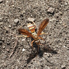 Poecilopompilus interruptus interruptus