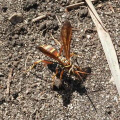 Poecilopompilus interruptus interruptus