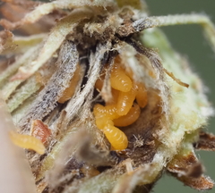 Sciaroidea