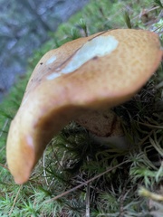 Suillus luteus