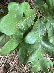 Andricus quercuspetiolicola