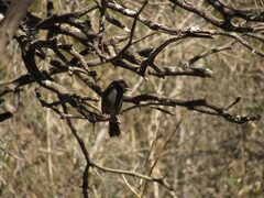 Knipolegus striaticeps