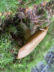 Suillus luteus