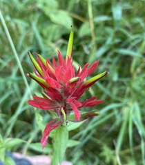 Castilleja rhexiifolia