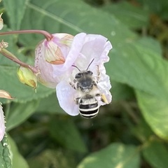 Anthophora urbana