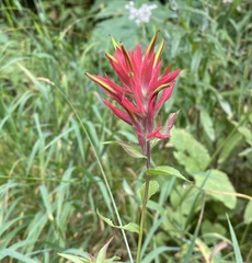 Castilleja rhexiifolia