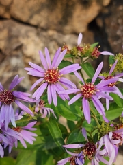 Eurybia