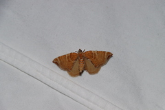 Eulithis molliculata