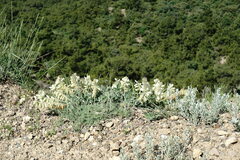 Hedysarum candidum