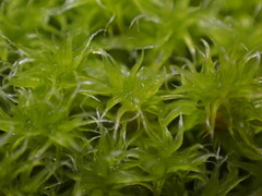 Racomitrium heterostichum