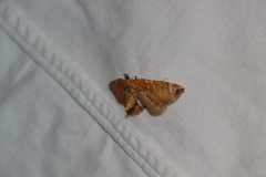 Eulithis molliculata