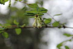 Symphoricarpos microphyllus