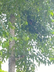 Galeopterus variegatus