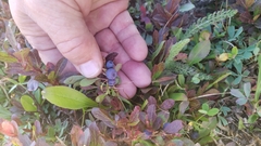 Vaccinium cespitosum