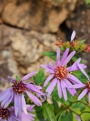 Eurybia