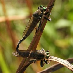 Promachus vertebratus