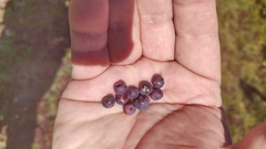 Vaccinium cespitosum