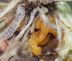 Sciaroidea