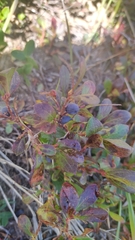 Vaccinium cespitosum