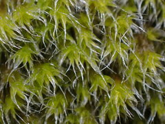 Racomitrium heterostichum