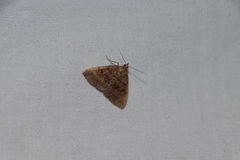 Zanclognatha jacchusalis
