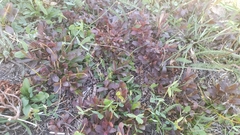 Vaccinium cespitosum