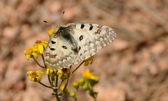 Parnassius smintheus