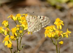 Parnassius smintheus