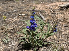 Penstemon glaber brandegeei