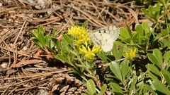 Parnassius smintheus