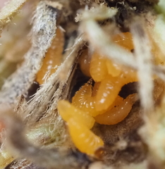 Sciaroidea
