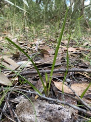 Burchardia umbellata