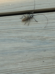 Monochamus maculosus