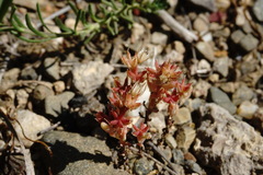 Sedum rubens