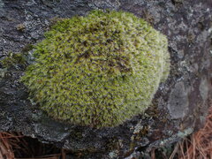 Racomitrium heterostichum