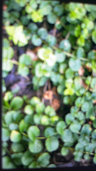 Lysimachia nummularia