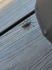 Monochamus maculosus