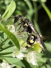 Myzinum obscurum