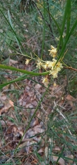 Juliflorae