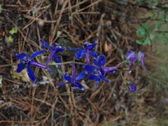 Delphinium nuttallianum