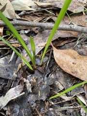 Burchardia umbellata