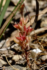 Sedum rubens