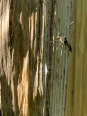 Plapigus circumcinctus