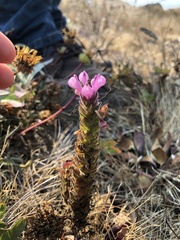 Orthocarpus bracteosus