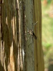 Plapigus circumcinctus